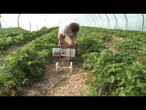 Jordgubbsskörd utanför Bjärred