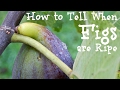 How to Tell When Figs are Ripe