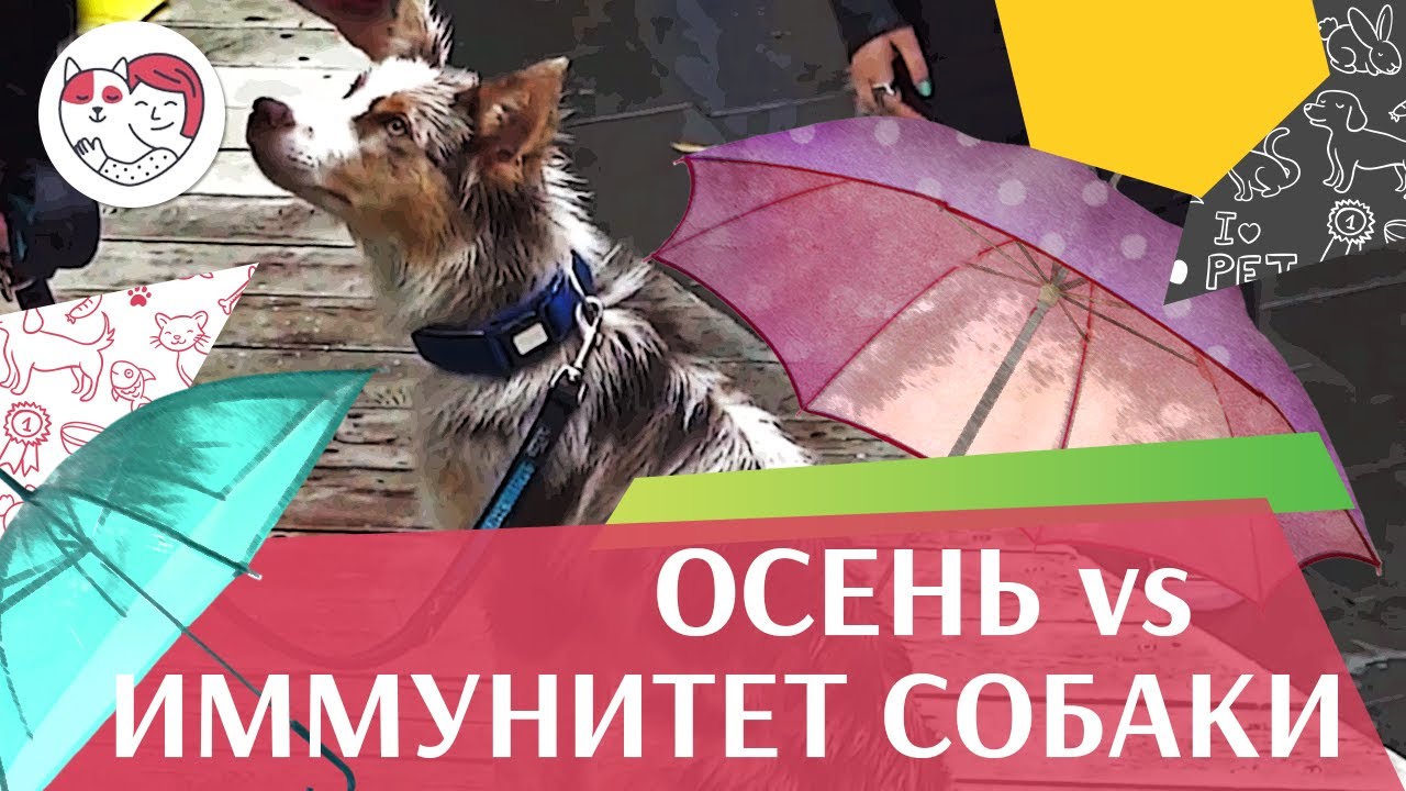 4 совета, которые помогут укрепить иммунитет собаки осенью на ilikepet