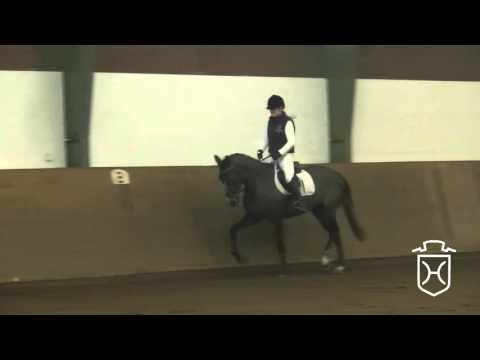 15 Holsteiner Stute von Mylord Carthago - Heraldik xx - Caletto I