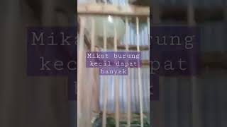 Download lagu Mikat burung kecil dapat banyak...!! mp3
