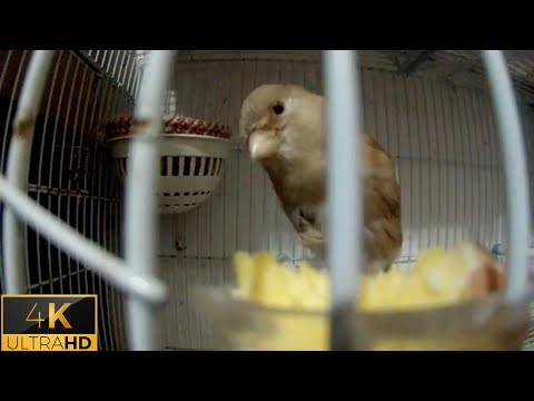 The Ultimate Canary singing video from a legend - Powerful canary 2022