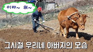 귀촌마니/ 아직도 소 쟁기질하는 밭이 있다.ㅡ기록영상물