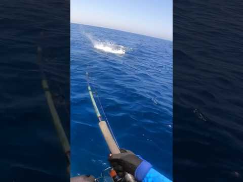 Insane Topwater Explosion 🎣🔥 #fishing #nature #sea #fish #pescaria #naturelovers #sealife #ocean