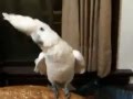 Попугай танцует под Gangnam Style 