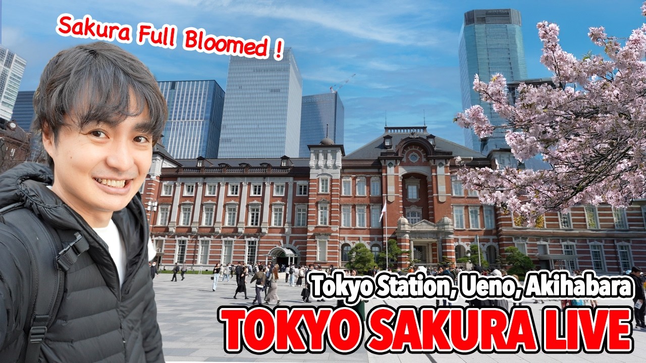 Tokyo Cherry Blossom Festival! Let's Join the Sakura Festival in Ueno, Akihabara, and Tokyo Station