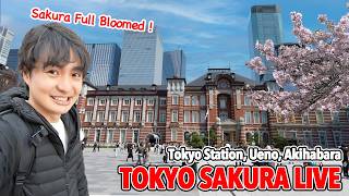 Download lagu Tokyo Cherry Blossom Festival! Let's Join the Sakura Festival in Ueno, Akihabara, and Tokyo Station mp3 Download lagu Tokyo Cherry Blossom Festival! Let's Join the Sakura Festival in Ueno, Akihabara, and Tokyo Station mp3