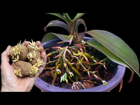 Don't throw away those wilted potatoes! They're treasures that help orchids bloom all year round