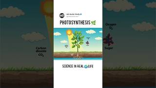 Photosynthesis Explain in 3D Animation | Photosynthesis Kaise Hota Hai #photosynthesis #science #3d