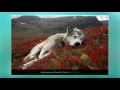 The Amazing World Of Dogs