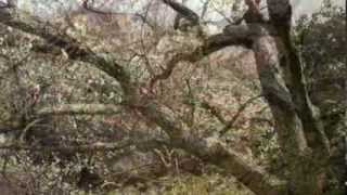 RHAPSODY OF FIRE ✿ Voler Vers Toi (2013)