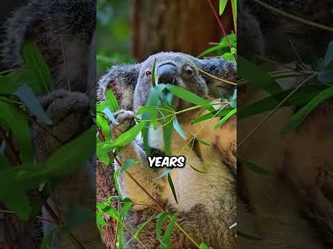 5 Animals That Have Fatal Weaknesses! 😦
