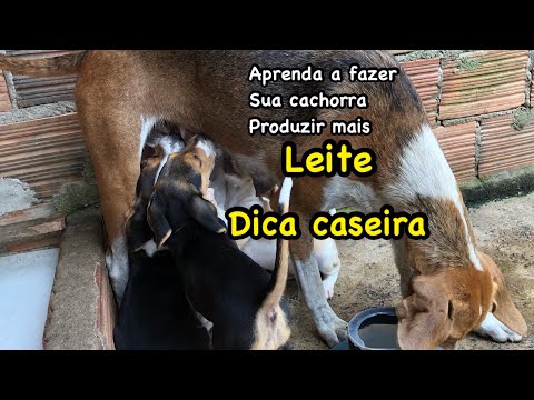 Como faço para minha cachorra produzir mais leite dica caseira.