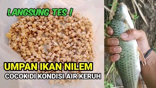 Download lagu umpan ikan nilem paling jitu di kondisi air keruh mp3