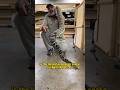 Eastern Diamondback RattleSnake - King of America