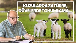 Kuzularda Zatürre, Düvelerde Tohumlama... Kayıpların Önüne Geçemiyoruz