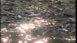 BLUE RIVER BLUES PT 1.avi