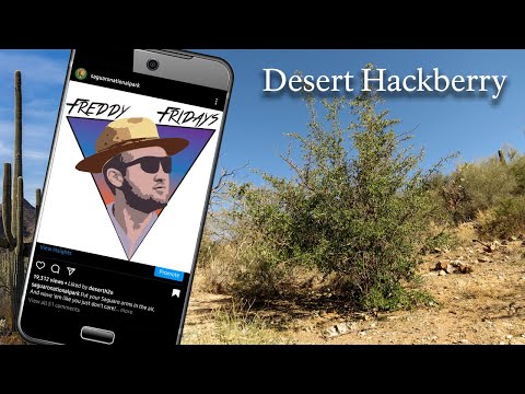 Freddy Fridays - Hackberry