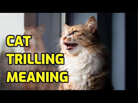 YouTube video about: What is the purpose of trilling?