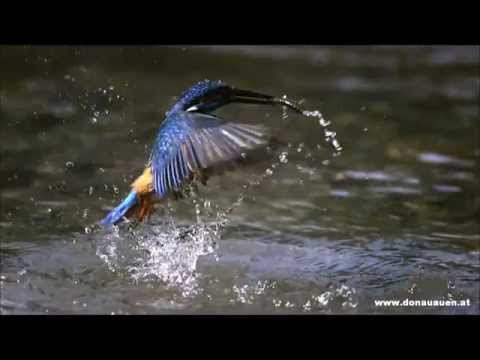 Eisvogel im Nationalpark Donau-Auen - Alcedo atthis