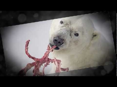 UVic's Celebration of 50 Years of Excellence - Paul Nicklen, BA '90