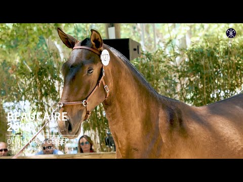 SOLD - OLIVIO DE LA GESSE - BEAUCAIRE 2019