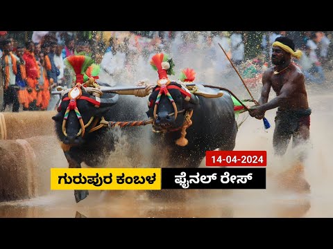 Gurupura Kambala  Final Race 2024 | ಗುರುಪುರ ಕಂಬಳ  ಫೈನಲ್ ರೇಸ್