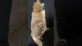 夢を見る猫 #shorts