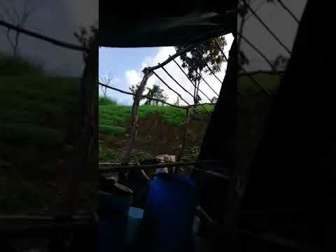 This is how we plant marijuana in st. vincent and the grenadines aka vincy