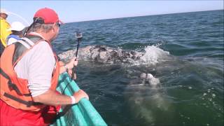 preview picture of video 'The Whales of San Ignacio'