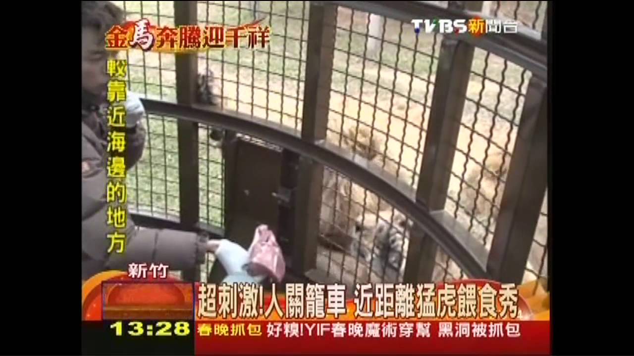 超刺激!人關籠車 近距離猛虎餵食秀
