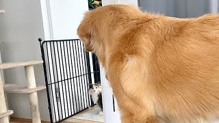 - びすけの縄張りに侵入したネコが…