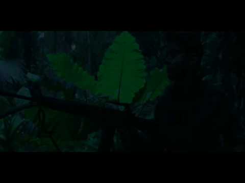 Vietnam - Jungle Sounds