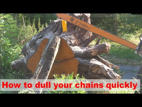 Stihl MS661 with 6' and other bars vs dirty pear tree root: dulling seven chains at one cut