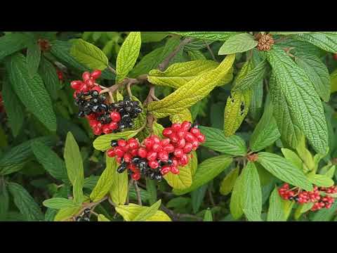 Are Leatherleaf Viburnum fruit edible? (Viburnum rhytidophyllum)