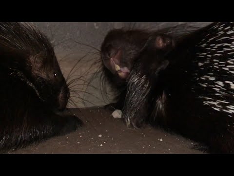 Porcupines Grooming & Stretching