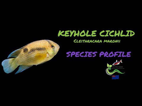 Cichlida keyhole (Cleithracara maronii) — species profil, akvárium a starostlivosť