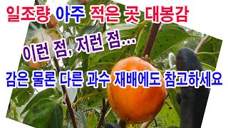 일조량이 아주 적은 곳에 심은 대봉감. 이런 점, 저런 점,.... 감은 물론 다른 과수 재배에도 참고하세요…