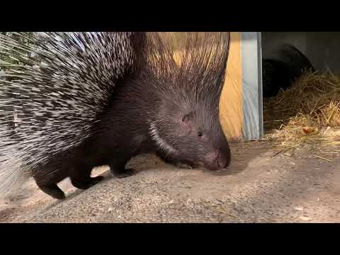 Das Stachelschwein im Zoo