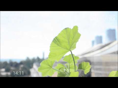 The Heliotropic Sun-Tracking Movements of The Cornish Mallow