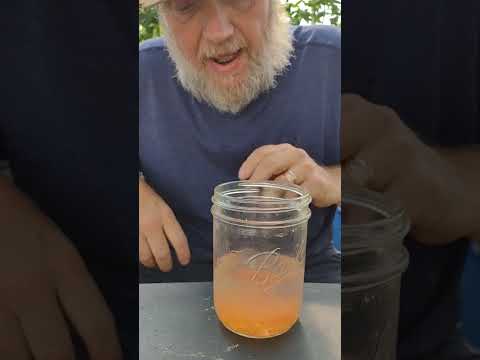 Saving tomato seeds the easy way.