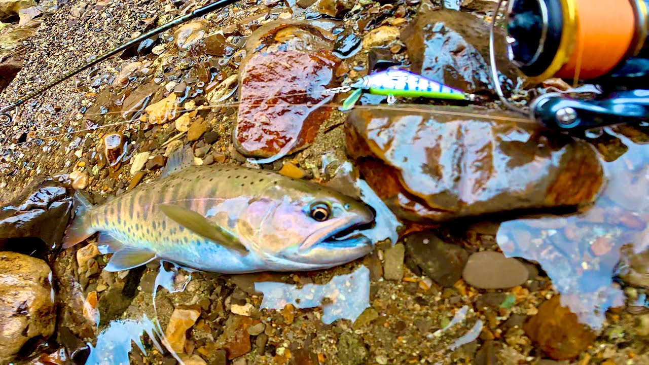 秋になると尺ヤマメだ秋ヤマメだって騒ぐ奴なんなん？あ、俺の事だった。