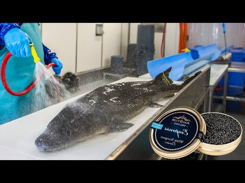 How CAVIAR is Made in farm | How it made Caviar | How Sturgeon Caviar Is Farmed and Processed