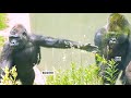 Only Gorilla Daughter Can Calm The Excited Silverback Dad Down | The Shabani's Group