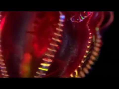 GRONG GRONG - Grong Grong