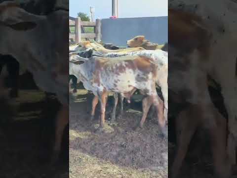 42 Bezerros: 1.650 reais cada em Coremas/ Paraíba. Whatsapp 84 99810 2784*#gado