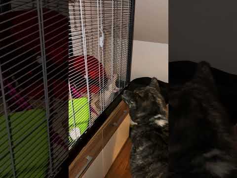 VALKI HAS A NEW FRIEND ? | #akita #dog #akitainu #rat #rats