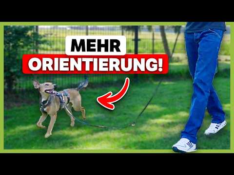 SOFORT bessere Orientierung deines Hundes – natürliche und wirksame Methode!