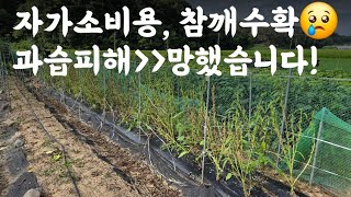 참깨 수확(자가소비용)/과습피해로 망했습니다. 참깨 수확시기?