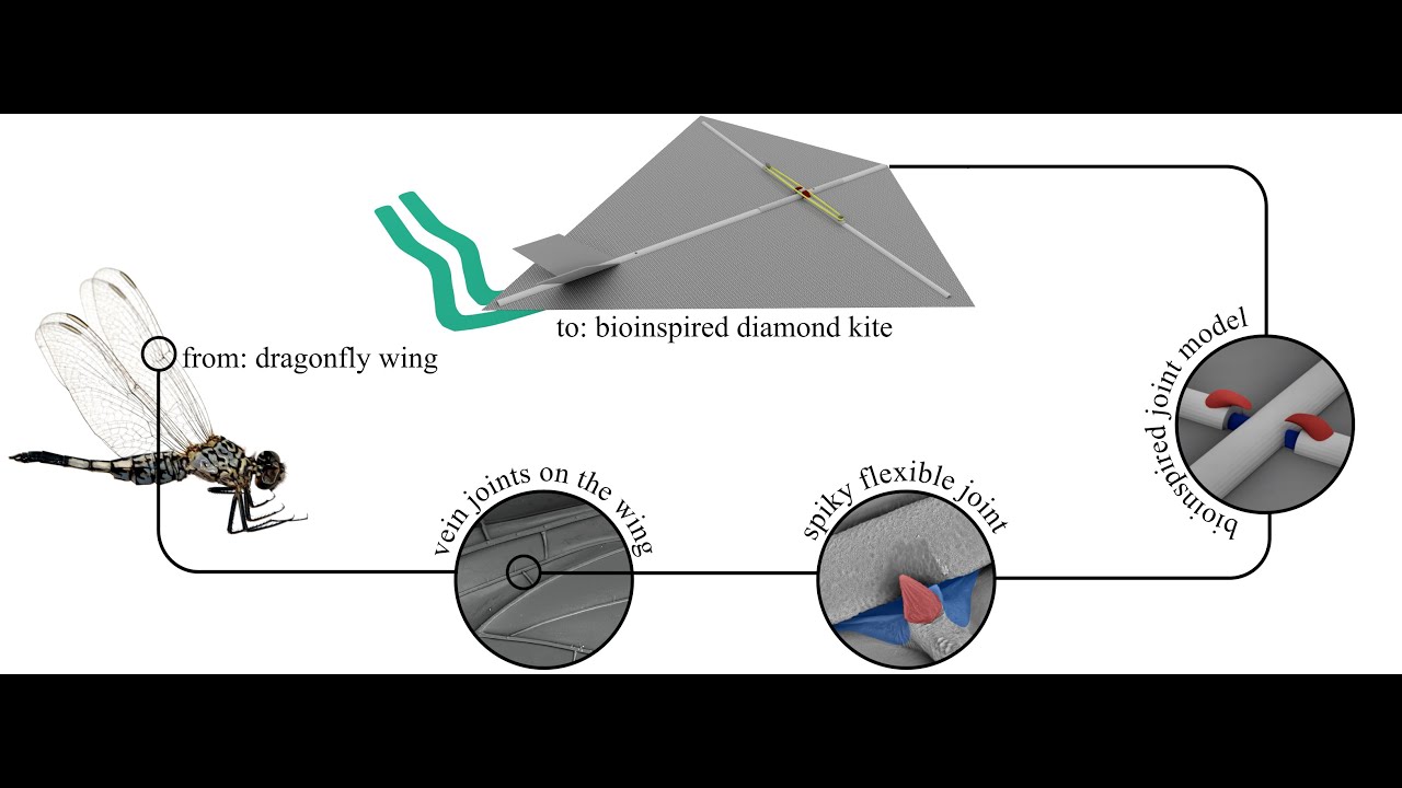 Against the wind: A load-bearing, yet durable, kite inspired by insect wings.